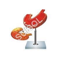 Human Stomach Model