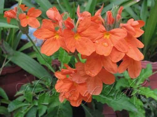Crossandra Infundibuliformis