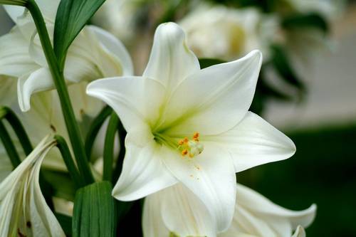 Lily Flower