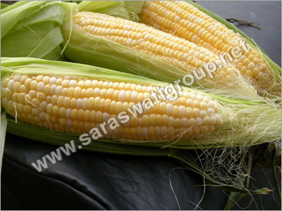Yellow Maize