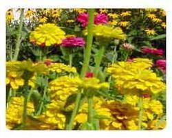 Horticulture Chlorine Dioxide Application: Industrial