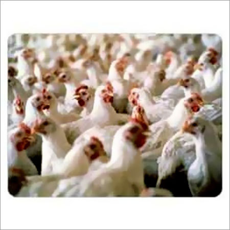 Chlorine Dioxide - Industrial Grade Liquid Disinfectant | Broad Spectrum Antimicrobial Action for Poultry Disease Control Low Residue