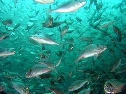 Aquaculture Chlorine Dioxide Aquaculture Chlorine Dioxide