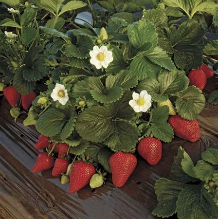 Strawberry Fruits Plants