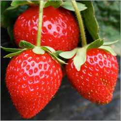 Fresh Strawberry 