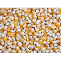 Organic Maize