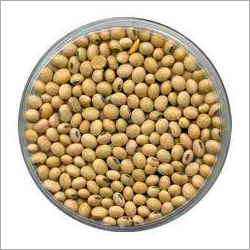 Soybean Seeds