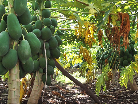 Papaya