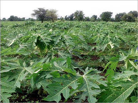 Vegetable Farming Consultancy