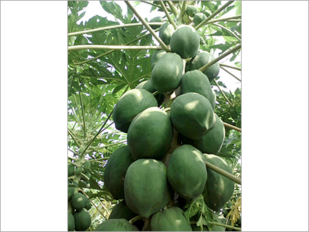 Fruits Farming Consultancy