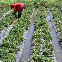 Young Strawberry Plants