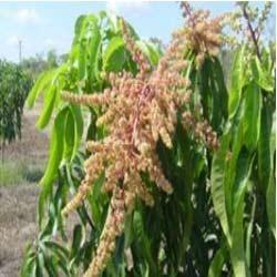 Paclobutrazol Suppliers