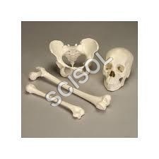 Bone Set - Plastic, 1:1 Scale, Off-White | Durable Anatomy Model, Detailed Skull, Pelvis, Bones