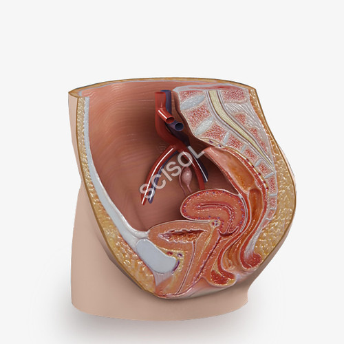 Anatomy & Human Organ Models