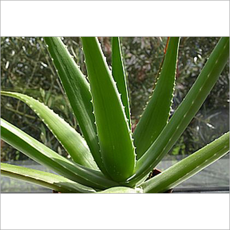 Aloevera Raw Leaf