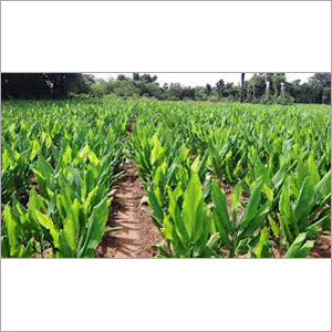 Turmeric Plants
