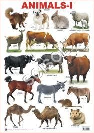 Educational Charts for Schools