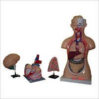 Plastic Fibre Bio Models