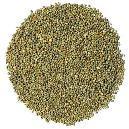 Millet Seed