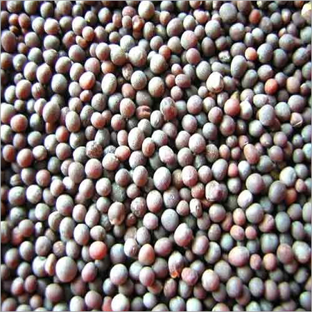 Black Mustard Seed
