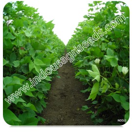 Cotton Seeds Indo us 945 Boll Guard
