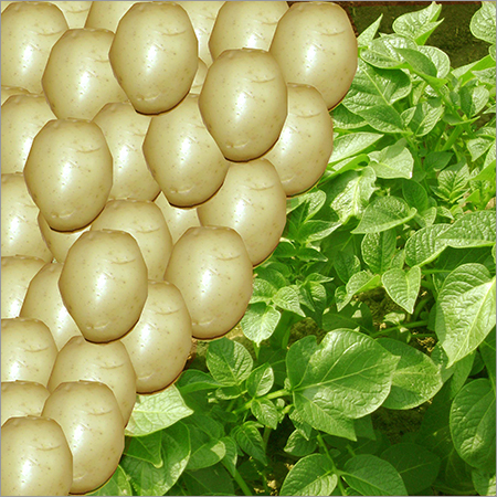 Sweet Potato Seed