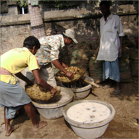 Organic Potato Seeds
