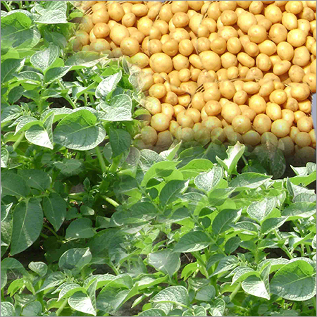 Potato Seeds