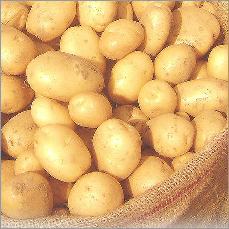Non-Hybrid Potato Seed