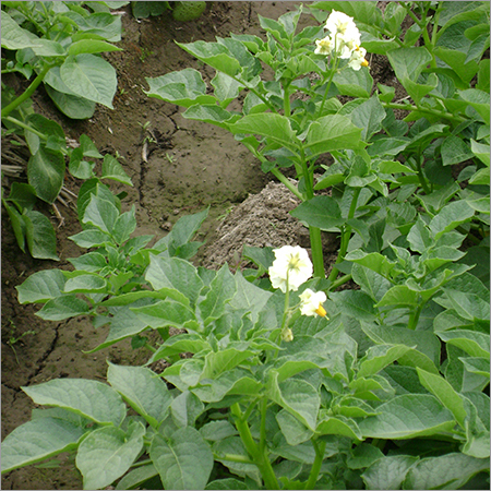 Potato Flower