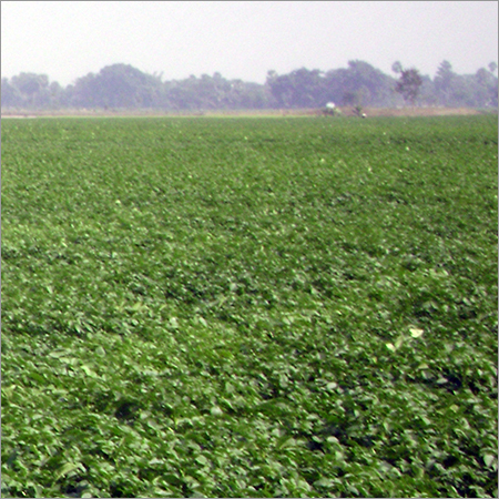 Hybrid Potato Seeds