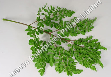 Moringa Oleifera Leaves