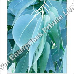 Eucalyptus Leaves