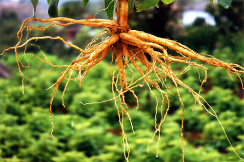 Coleus Root