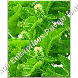 Tulsi Leaves