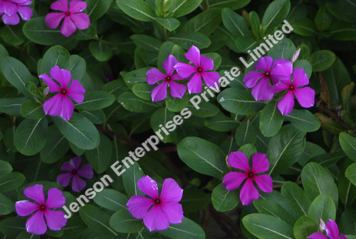 Vinca Rosea Roots
