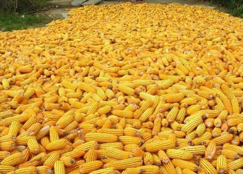 Yellow maize
