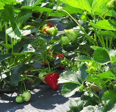 Strawberry Plants