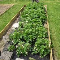 strawberry plants Services