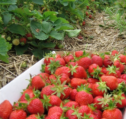 Freeze Dried Strawberries