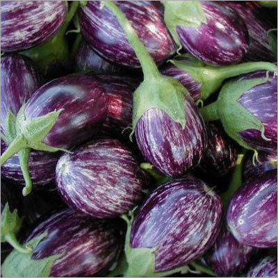 Fresh Brinjal
