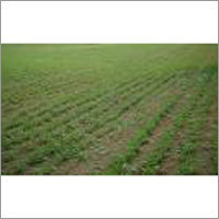 Agricultural Land Rental