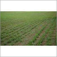 Agricultural Land Rental