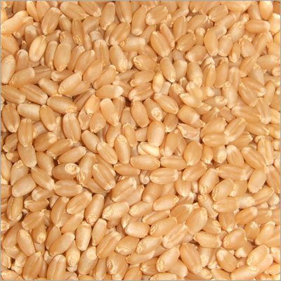 Whole Wheat