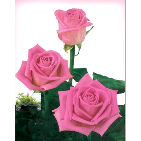 Pink Rose