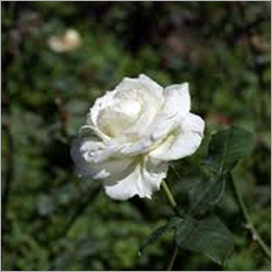 White Rose
