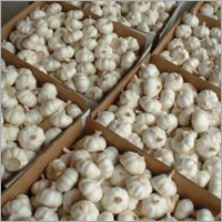 Garlic Powder