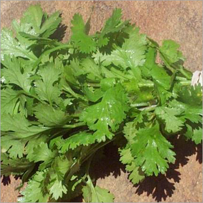 Coriander Leaves