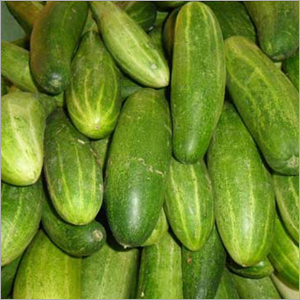Fresh Cucumber