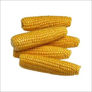 Yellow Maize Corn